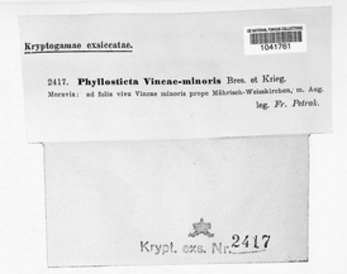 Phyllosticta vincae image